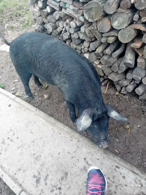 Vând șoldani 40-55 kg - imagine 3