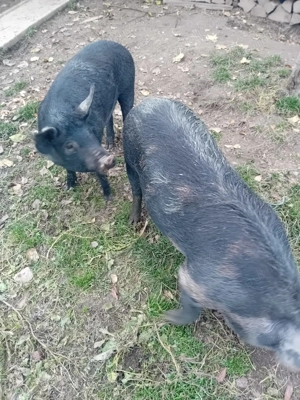 Vând șoldani 40-55 kg - imagine 2