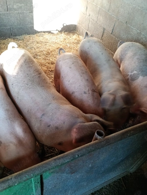 Porci de casa rasa buna de - imagine 3