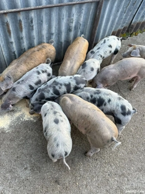 20 25 kg rasa de carne