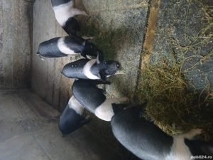 grasuni bazna - imagine 2