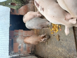 Duroc si pietrain calitatea 100%