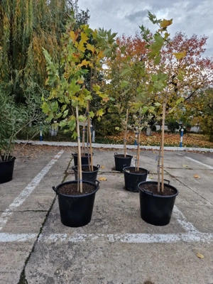 Platani 2 - 3m inaltime de vanzare - imagine 2