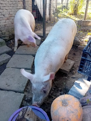 Vând porc crescut cu mălai - imagine 2