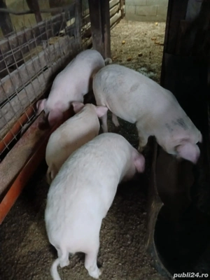 Vând Porci Șoldani - imagine 3