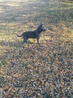 De vânzare pentru intors oile - imagine 2