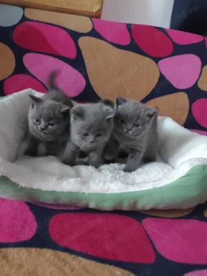 Pisicuțe British  - imagine 3