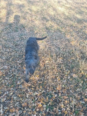 De vânzare pentru intors oile - imagine 3