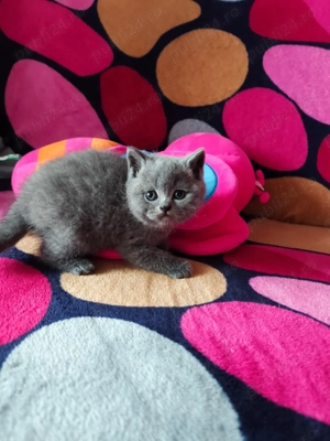 Pisicuțe British  - imagine 2