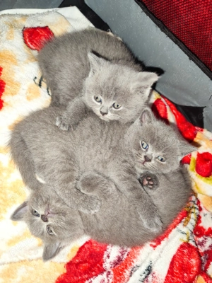 Pisicuțe British  - imagine 5