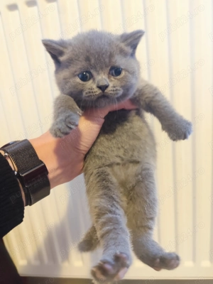 Pisicuțe British  - imagine 6