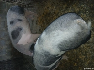 de vanzare - imagine 2