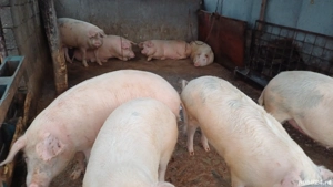 porci de vanzare - imagine 2
