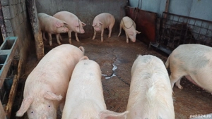 porci de vanzare