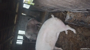 porci de vânzare 