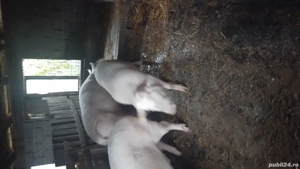 porci de vânzare 
