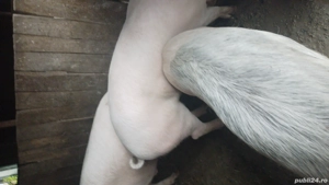 porci de vânzare  - imagine 4