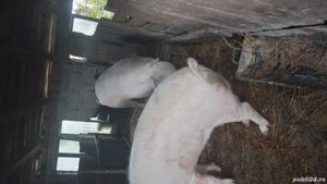 porci de vânzare  - imagine 3