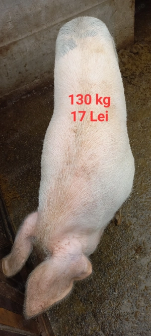 Porci 100 și 130  kg Lița Teleorman 17 Lei  kg Asigur transport 10 km + - - imagine 3