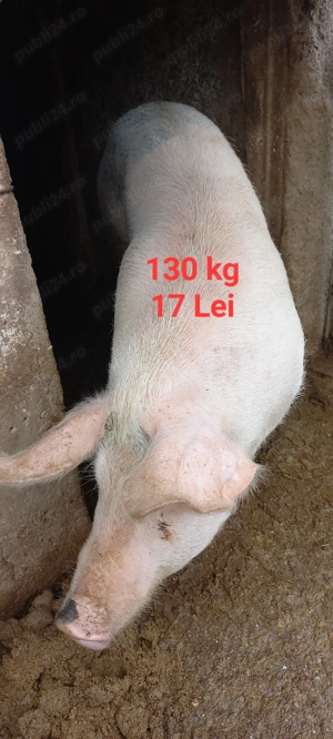 Porci 100 și 130  kg Lița Teleorman 17 Lei  kg Asigur transport 10 km + - - imagine 2