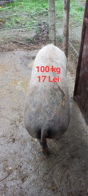 Porci 100 și 130  kg Lița Teleorman 17 Lei  kg Asigur transport 10 km + - - imagine 5