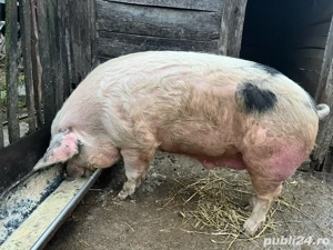 vand porc  - imagine 2