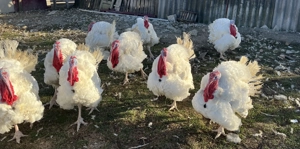 Curcani de carne crescuti natural