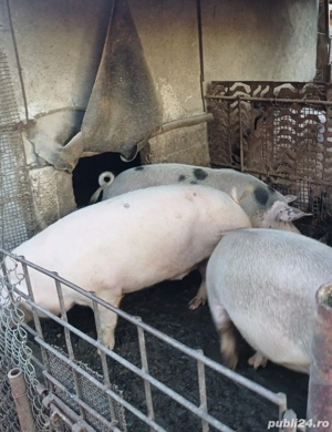 Arvunesc, vând porci pentru crăciun 