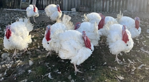 Curcani de carne crescuti natural - imagine 3