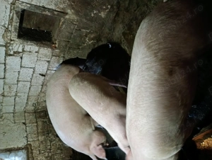 Porci de vânzare crescuți în gospodărie! - imagine 3
