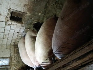 Porci de vânzare crescuți în gospodărie! - imagine 4
