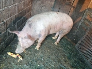 Vând porc gras, rasă de carne!