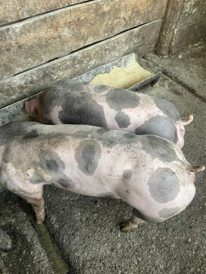 Porci de sacrificat    oferta de neratat  - imagine 3