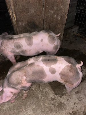 Porci de sacrificat    oferta de neratat 