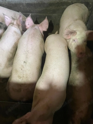 Porci de sacrificat    oferta de neratat  - imagine 2