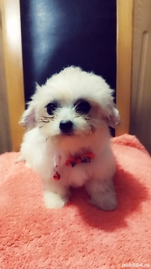 bichon havanez cățelușă Suceava