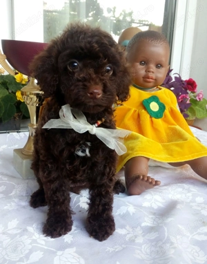 Caniche pudel toy ciocolatiu cu certificat pedigree - imagine 4