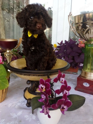 Caniche pudel toy ciocolatiu cu certificat pedigree - imagine 5