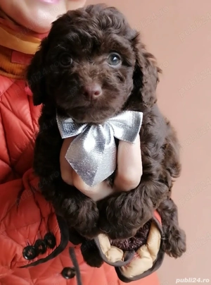 Caniche pudel toy ciocolatiu cu certificat pedigree - imagine 3