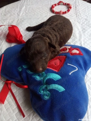 Caniche pudel toy ciocolatiu cu certificat pedigree - imagine 2