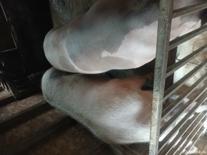 Vand Porci - imagine 2