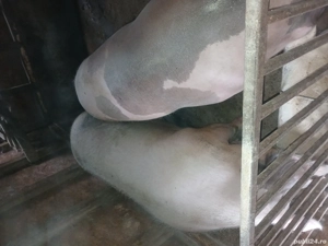 Vand Porci - imagine 3