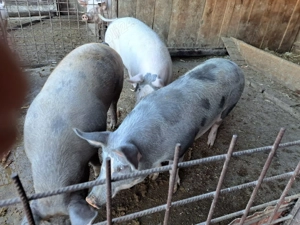 Vand porci 120 kg pana la 160 kg