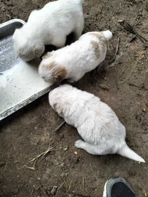 Se donează trei căței.