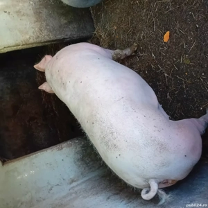 porci de vânzare 