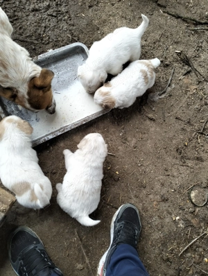 Se donează trei căței. - imagine 2