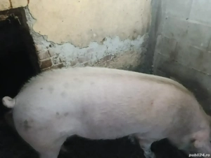 Vand vier castrat de 2 luni