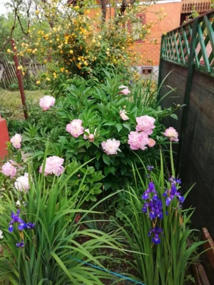 Vilă 7 camere, 200 mp, zona Măneciu Pământeni - imagine 19