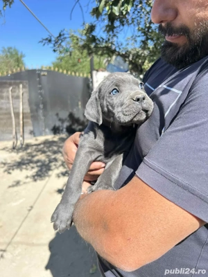 Catei Cane Corso 