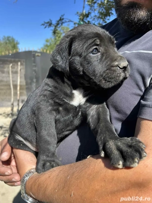 Catei Cane Corso  - imagine 4